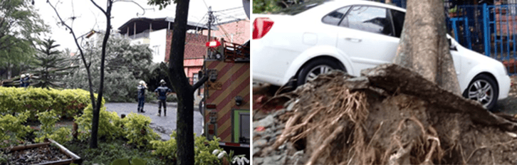 Figure 2 Tree failure on Calazans neighbourhood due to high rainfall intensity on 11th March_2019 leave several damages to infrastructure_